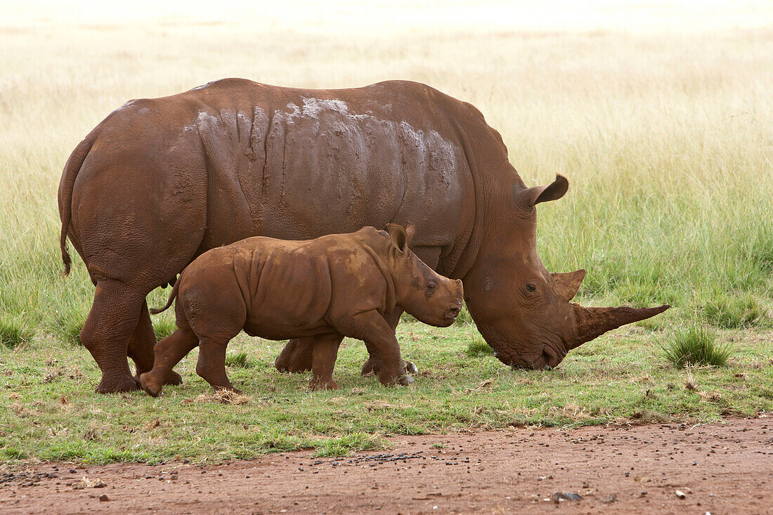 White Rhinoceros (Ceratotherium simum) mother and calf, Rhino and Lion Nature Reserve, South Africa