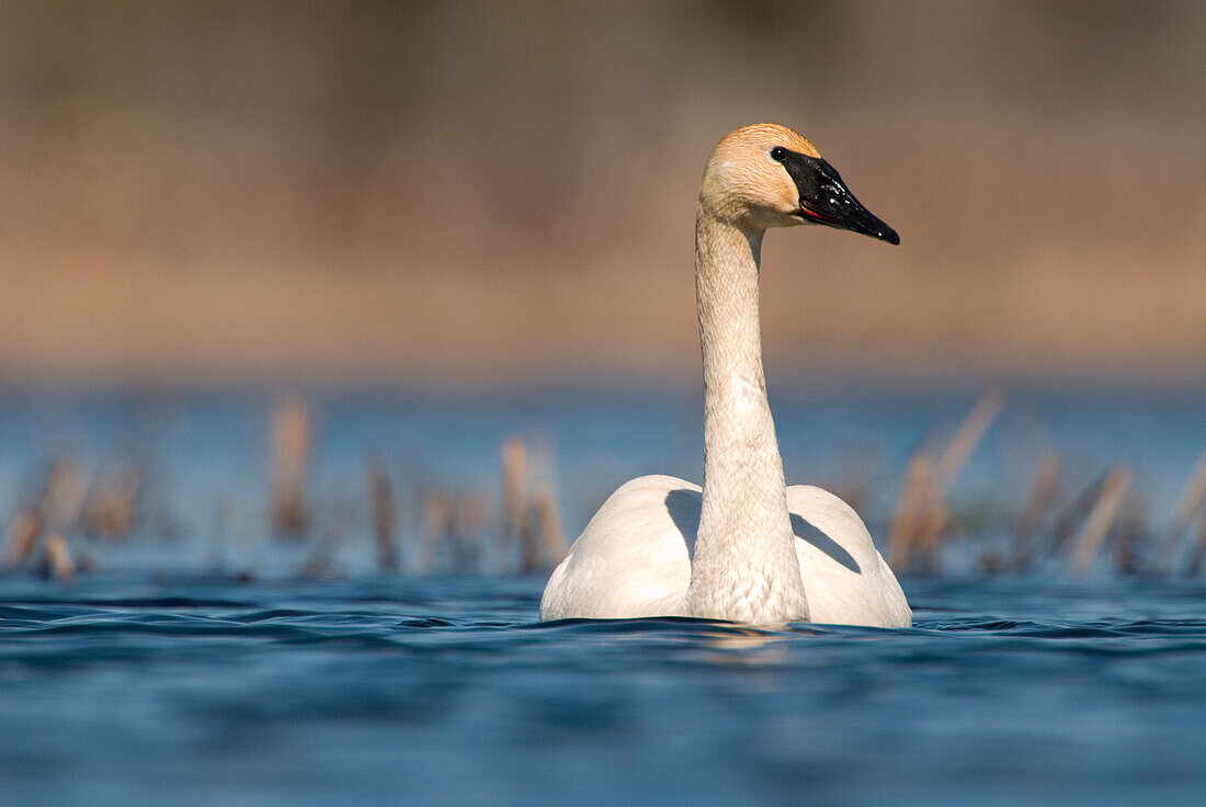 Trumpeter Swan (Cygnus buccinator) swimming, Seney National Wildlife Refuge, Michigan