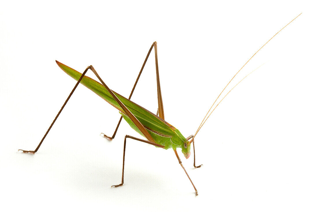 Katydid (Tylopsis rubrescens), Fort Fordyce Nature Reserve, Eastern Cape, South Africa