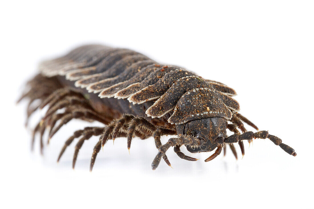 Millipede, Barbilla National Park, Costa Rica