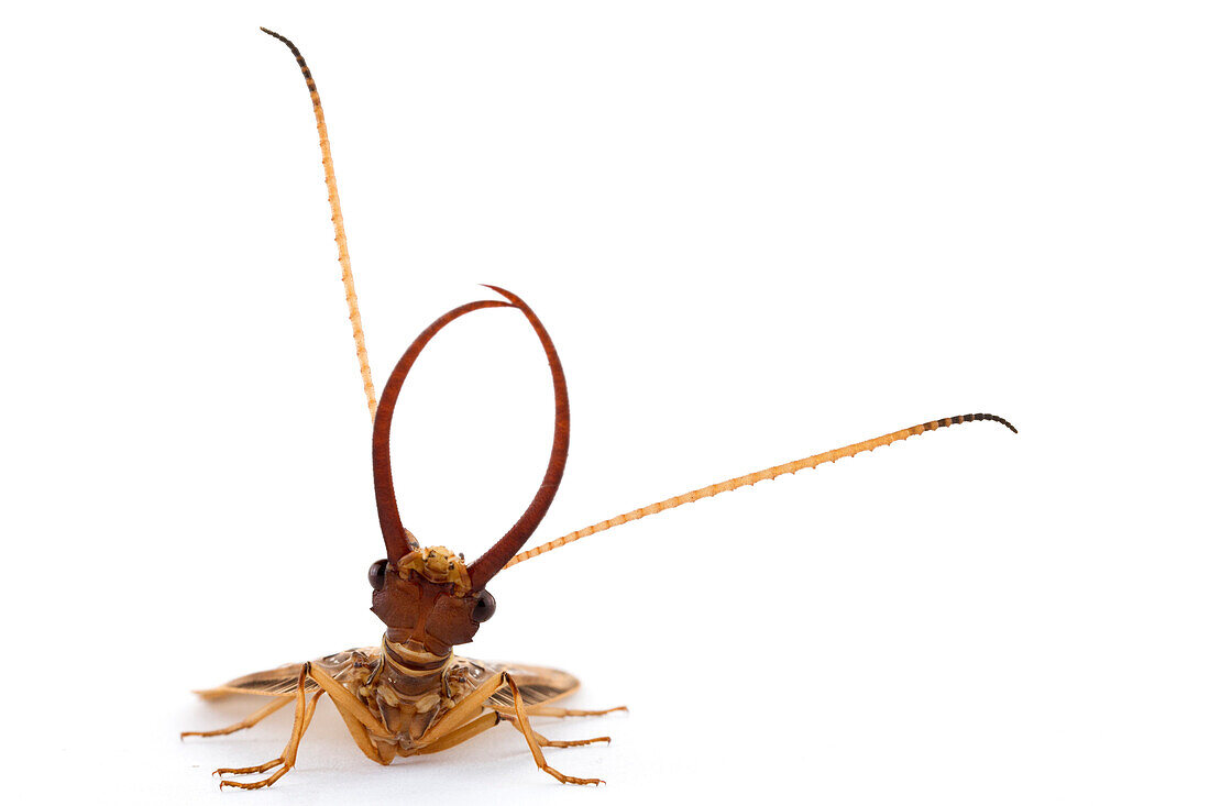 Dobsonfly (Corydalidae) showing long mandibles, Barbilla National Park, Costa Rica