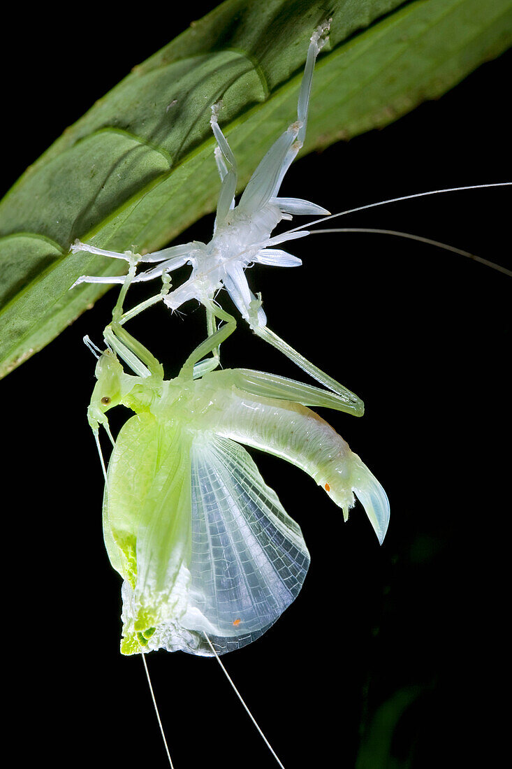 Katydid (Tympanoptera sp) undergoing its final molt, New Britain, Papua New Guinea