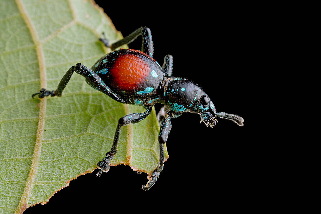 True Weevil (Curculionidae) with aposematic coloration, New Britain, Papua New Guinea