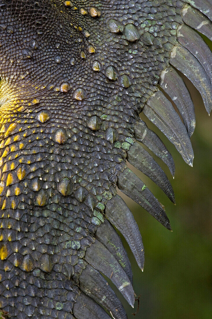 Indonesian Forest Dragon (Hypsilurus dilophus) tail scales, Muller Range, Papua New Guinea