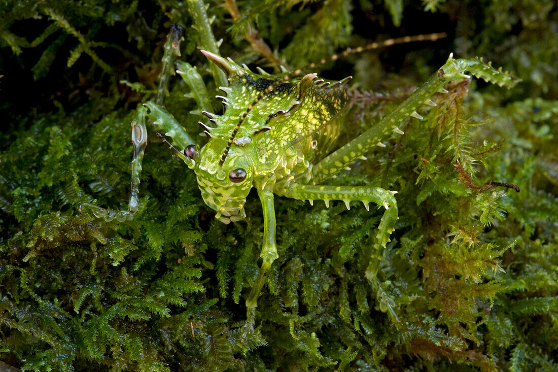 Katydid (Sasima sp), Muller Range, Papua New Guinea