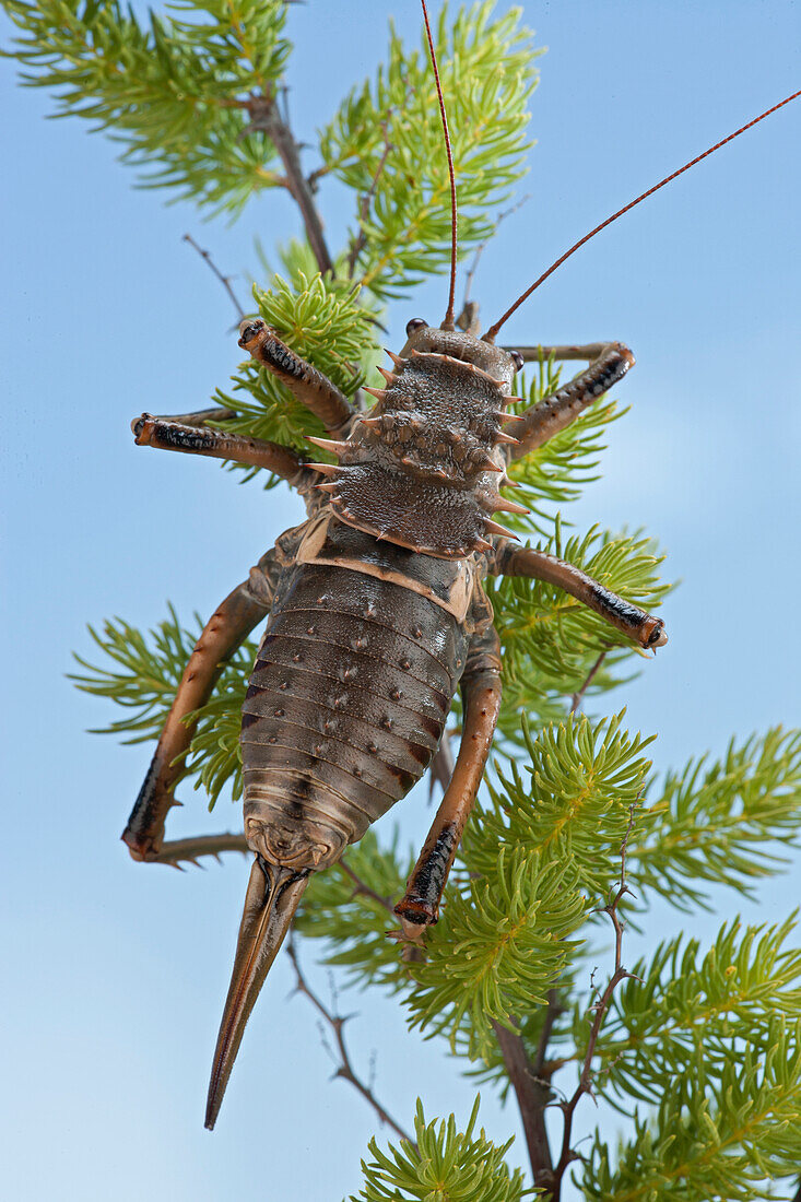 Katydid (Hetrodes pupus), Namaqua National Park, Northern Cape, South Africa