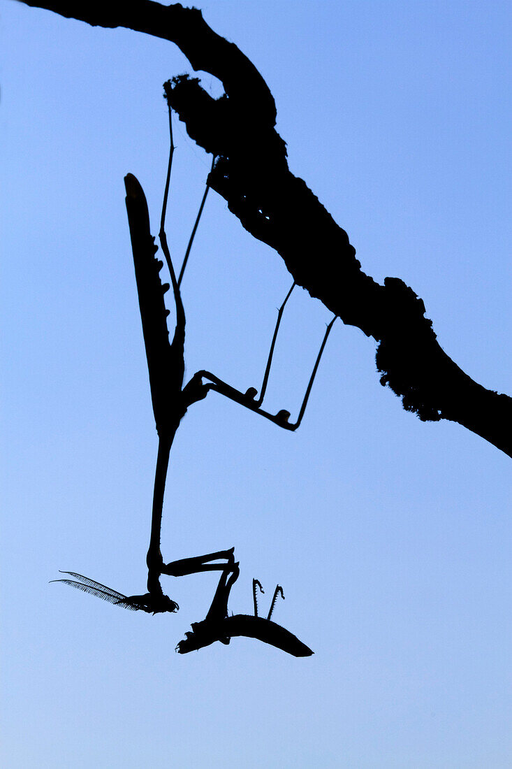 Mantid (Hemiempusa capensis) feeding on grasshopper, Western Cape, South Africa