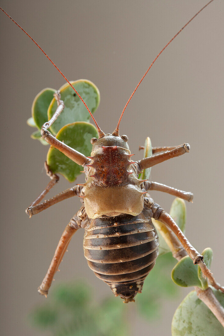 Katydid (Hemihetrodes bachmanni), Richtersveld, Northern Cape, South Africa