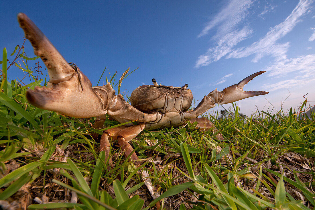 Crab (Potamonautes sp) in defensive posture, Silaka Nature Reserve, Eastern Cape, South Africa