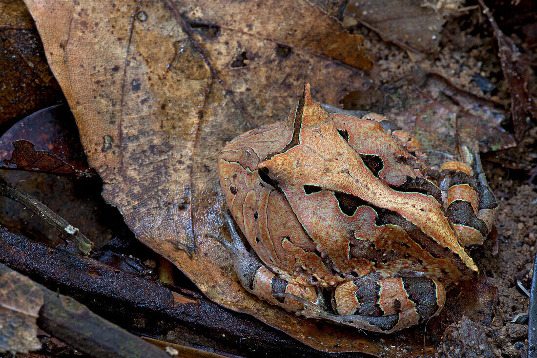 Amazon Horned Frog (Ceratophrys cornuta) camouflaged on leaf, Sipaliwini, Surinam