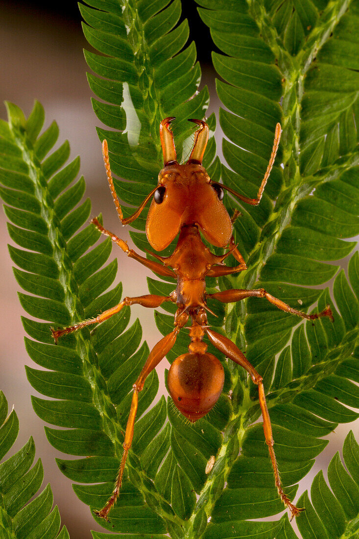 Large-headed Ant (Daceton armigerum) worker, Sipaliwini, Surinam