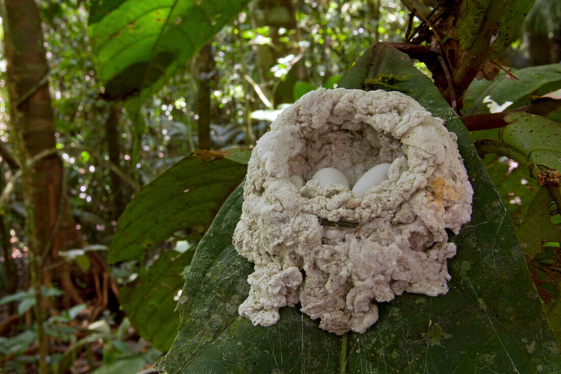 Hummingbird nest made of spider silk, Sipaliwini, Surinam