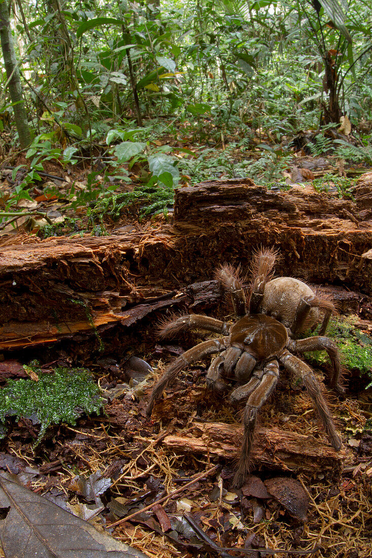 Goliath Bird-eating Spider (Theraphosa blondi) in rainforest, Sipaliwini, Surinam