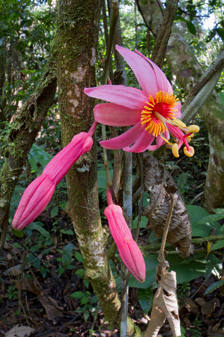 Passion Flower (Passiflora sp), Sipaliwini, Surinam