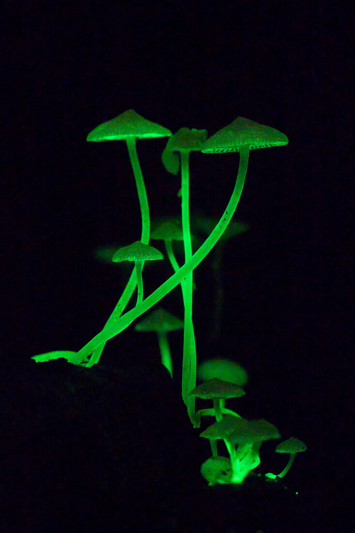 Fluorescent Fungus (Mycena illuminans) glowing at night, Danum Valley Conservation Area, Malaysia