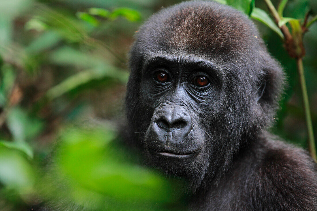 Western Lowland Gorilla (Gorilla gorilla gorilla) five year old orphan, part of reintroduction project by Aspinall Foundation, Bateke Plateau National Park, Gabon