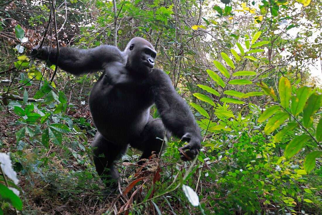 Western Lowland Gorilla (Gorilla gorilla gorilla) fifteen year old silverback charging to protect group, part of reintroduction project by Aspinall Foundation, Bateke Plateau National Park, Gabon. Sequence 3 of 7
