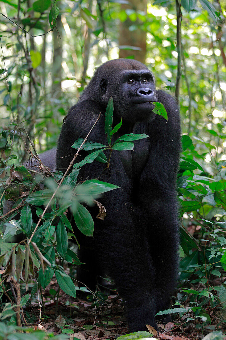 Western Lowland Gorilla (Gorilla gorilla gorilla) fifteen year old silverback, part of reintroduction project by Aspinall Foundation, Bateke Plateau National Park, Gabon