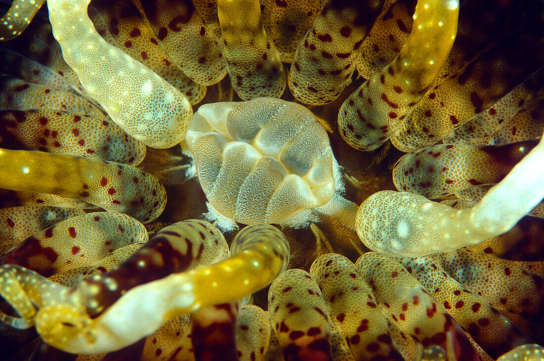 Sea Anemone (Phymanthus muscosus) mouth, Indonesia