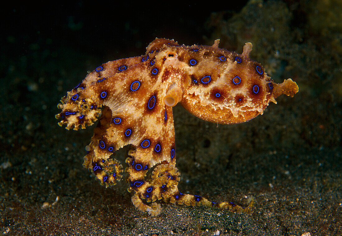 Greater Blue-ringed Octopus (Hapalochlaena lunulata), Indonesia