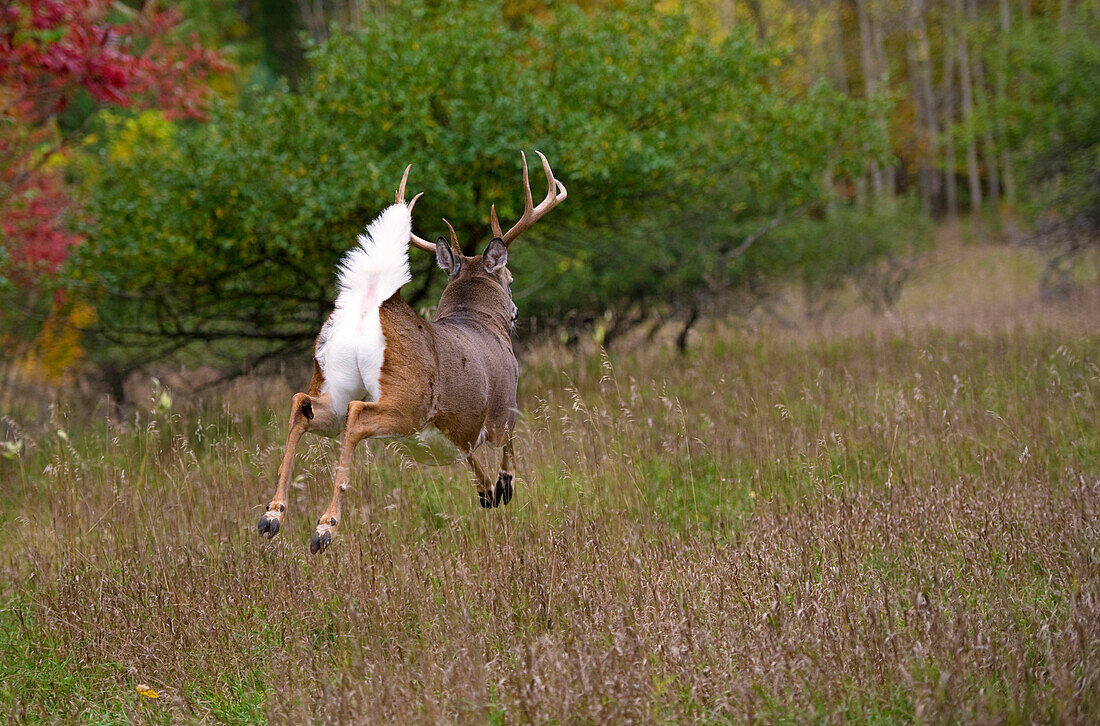 White-tailed Deer (Odocoileus virginianus) buck fleeing with tail raised, North America