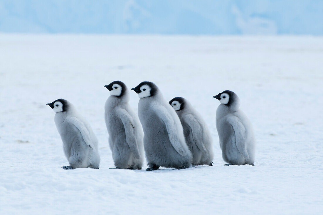 Emperor Penguin (Aptenodytes forsteri) chicks, Prydz Bay, eastern Antarctica