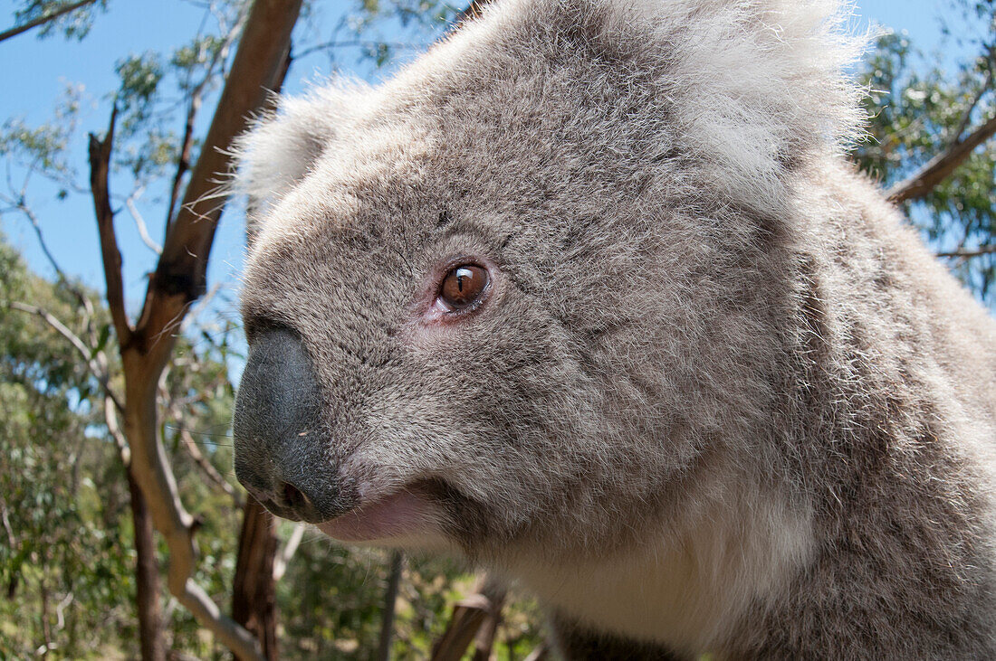 Koala (Phastolarctos cinereus), Victoria, Australia