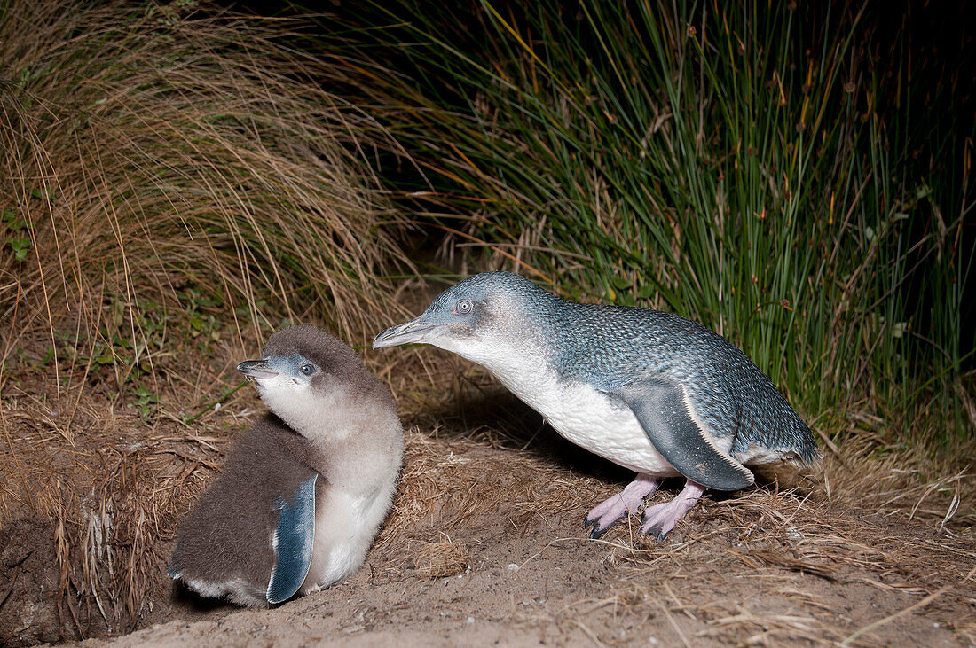 Little Blue Penguin (Eudyptula minor) greeting chick at burrow, Tasmania, Australia