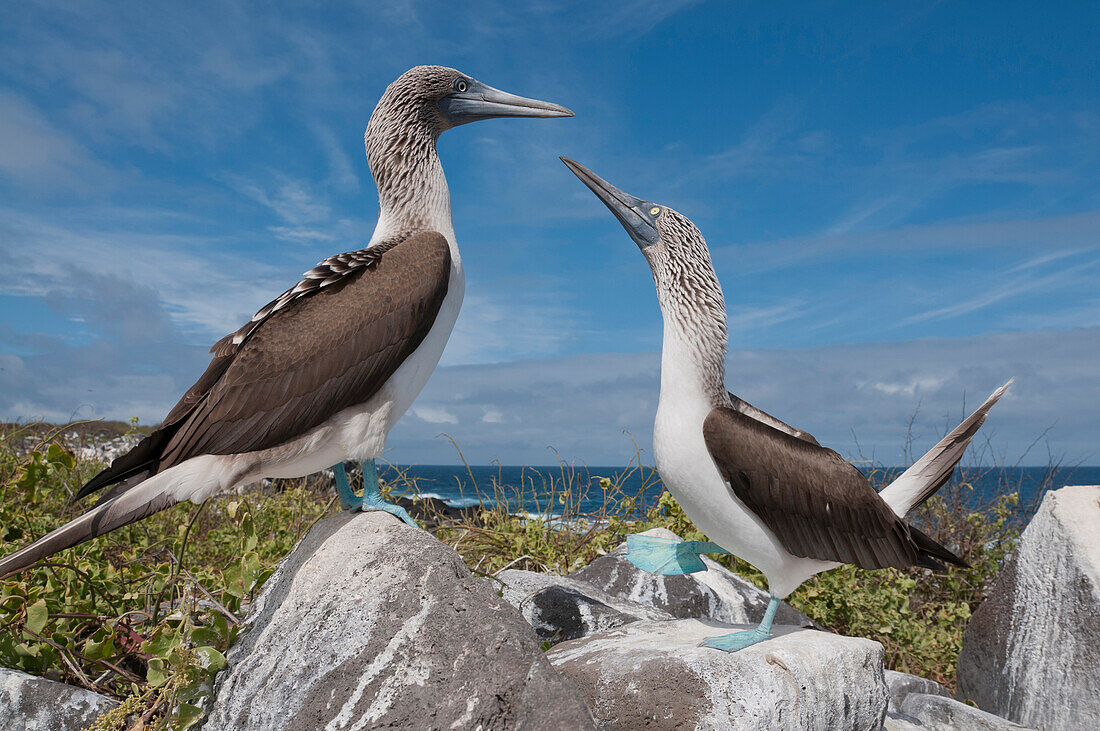 Blue-footed Booby (Sula nebouxii) pair in courtship dance, Galapagos Islands, Ecuador. Sequence 1 of 6