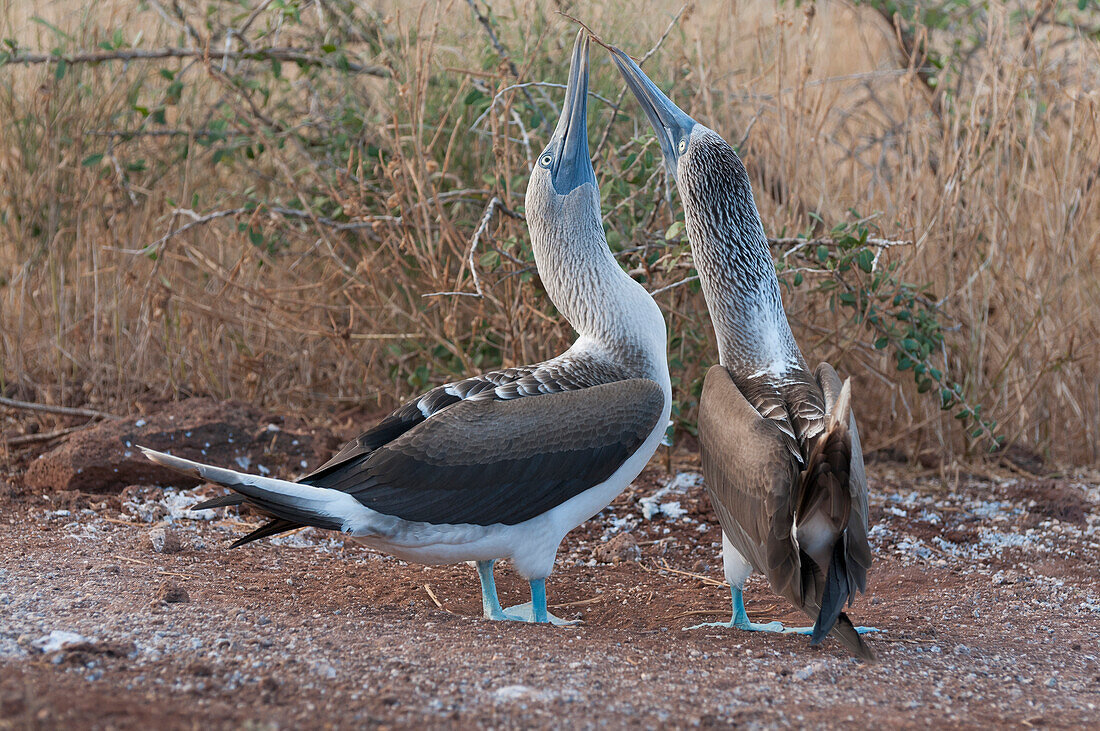 Blue-footed Booby (Sula nebouxii) pair in courtship dance, Galapagos Islands, Ecuador. Sequence 3 of 3