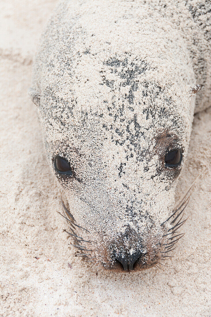 Galapagos Sea Lion (Zalophus wollebaeki) covered in sand, Galapagos Islands, Ecuador