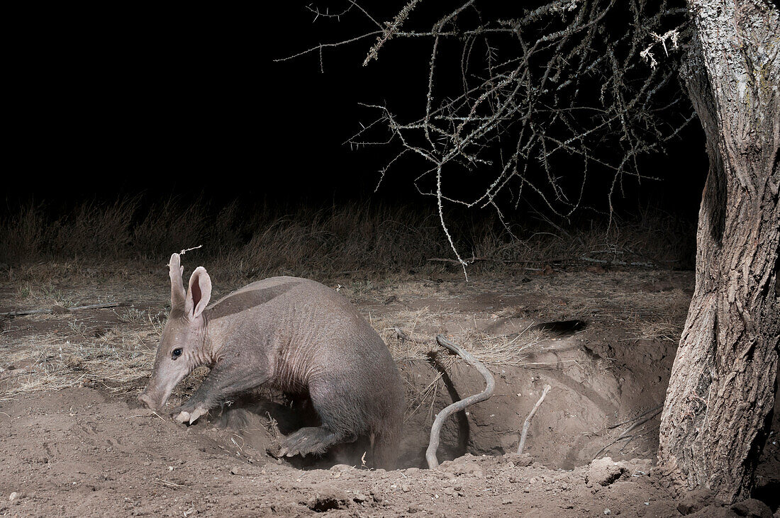 Aardvark (Orycteropus afer) young male emerging from deep burrow, Laikipia, Kenya