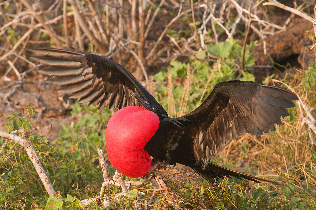 Magnificent Frigatebird (Fregata magnificens) male displaying with gular pouch fully inflated, Galapagos Islands, Ecuador