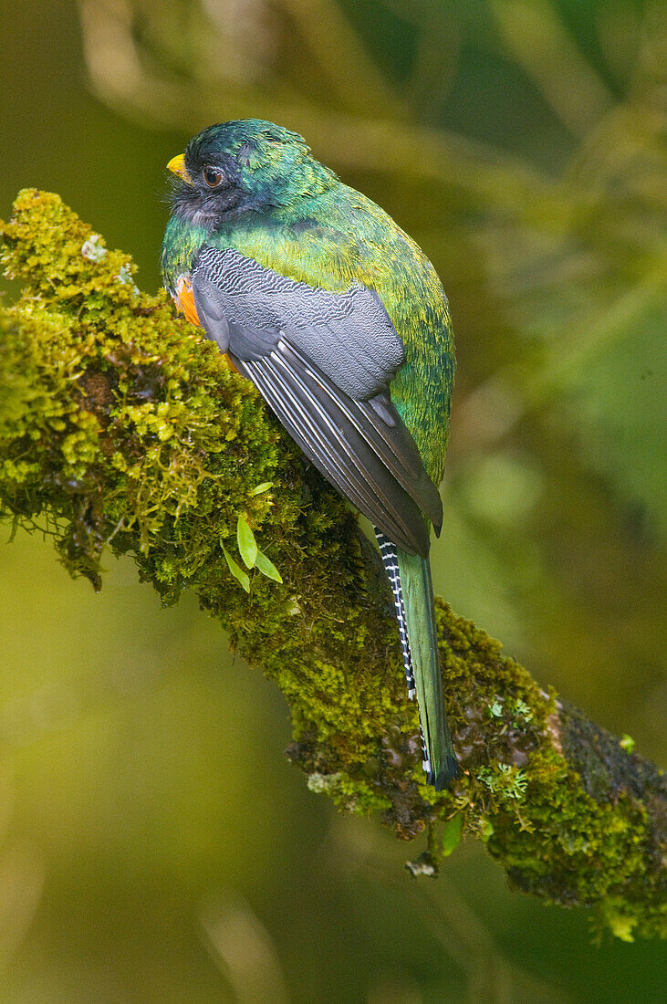 Orange-bellied Trogon (Trogon aurantiiventris), Costa Rica