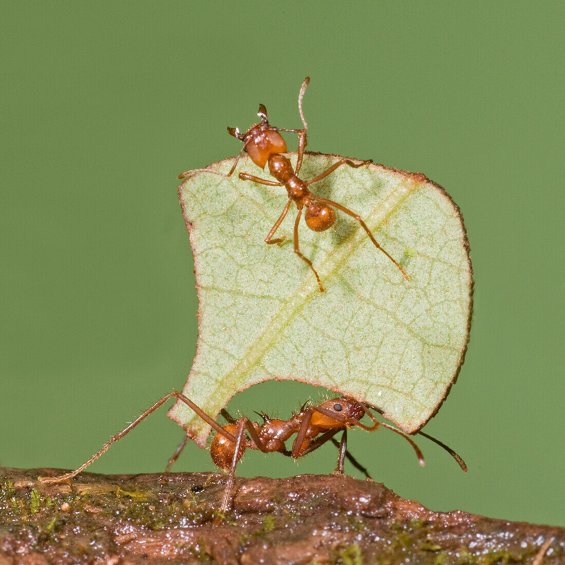 Leafcutter Ant (Atta sp) carrying leaf with guard protecting worker, Costa Rica