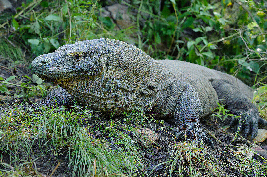 Komodo Dragon (Varanus komodoensis), Nusa Tenggara, Indonesia