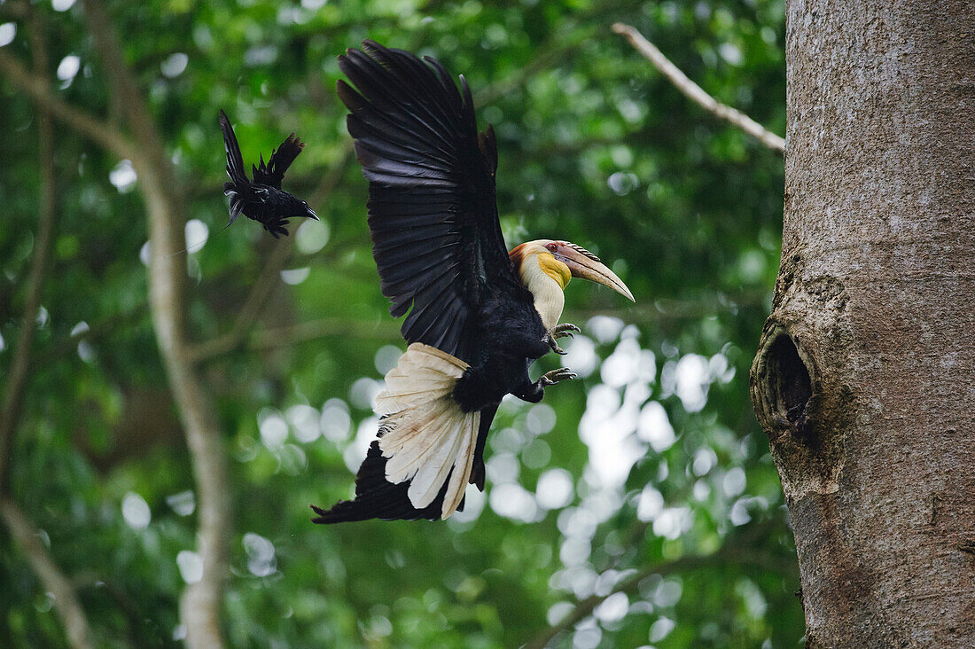 Plain-pouched Hornbill (Aceros subruficollis) male approaching nest cavity being mobbed by Greater Racket-tailed Drongo (Dicrurus paradiseus), Uthai Thani, Thailand
