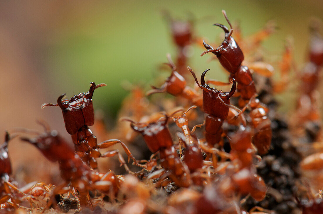 Safari Ant (Dorylus laevigatus) guards protecting workers removing flesh off animal carcass, Sarawak, Borneo, Malaysia