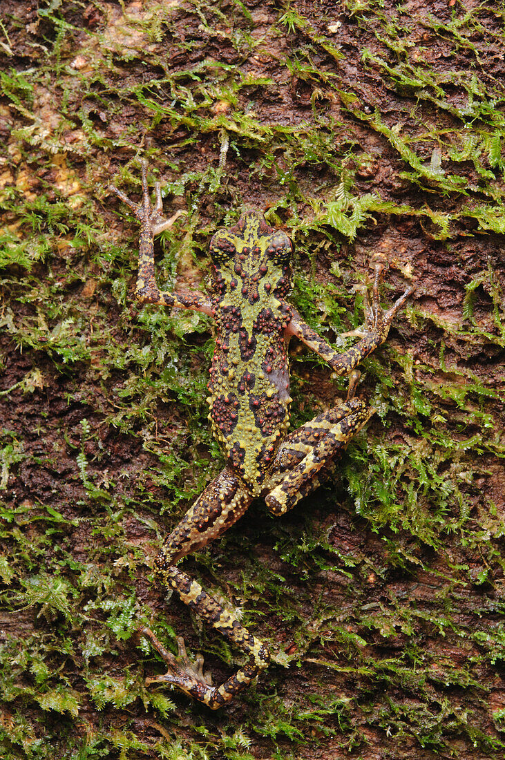 Bornean Rainbow Toad (Ansonia latidisca) camouflaged on tree trunk, species was rediscovered in 2011, Sarawak, Borneo, Malaysia