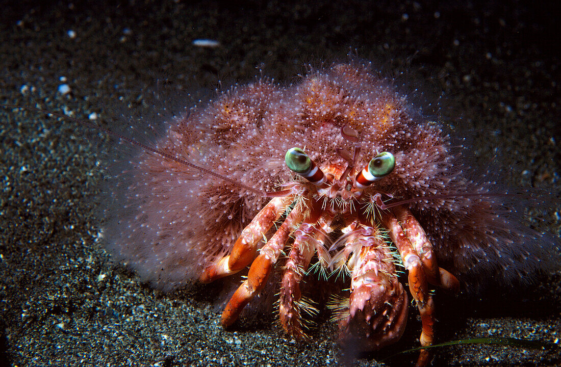 Hermit Crab (Dardanus lagopodes), Indonesia