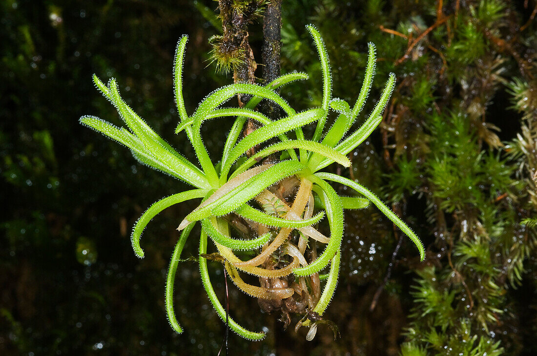 Butterwort (Pinguicula casabitoana), Ebano Verde Scientific Reserve, Dominican Republic