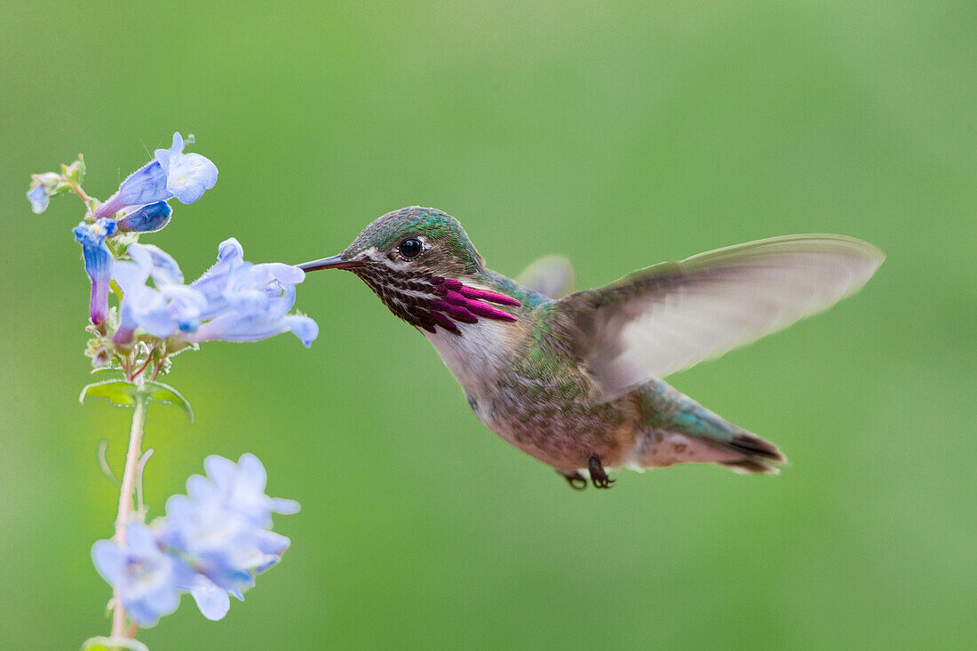 Calliope Hummingbird (Stellula calliope) male feeding on flower nectar, Troy, Montana