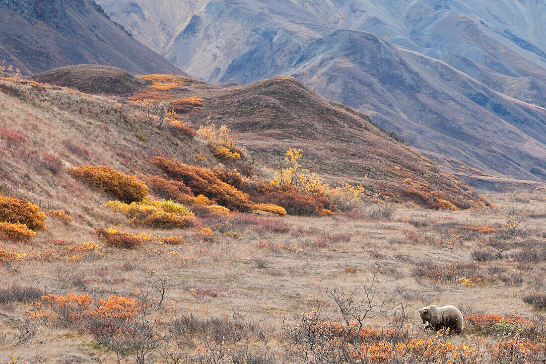 Grizzly Bear (Ursus arctos horribilis) in tundra, Denali National Park, Alaska