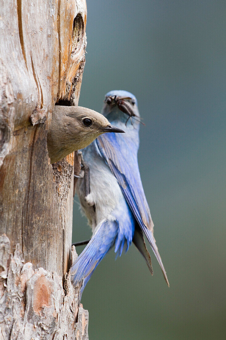 Mountain Bluebird (Sialia currucoides) male and female at nest cavity, Troy, Montana