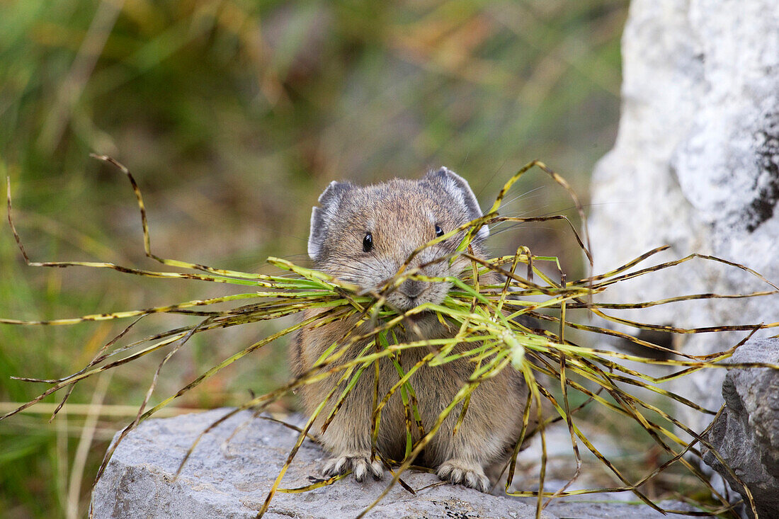 American Pika (Ochotona princeps) carrying grasses, Glacier National Park, Montana