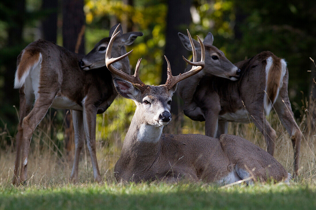 White-tailed Deer (Odocoileus virginianus) buck with females cleaning themselves, western Montana