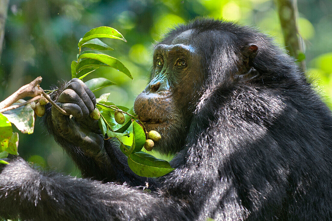 Chimpanzee (Pan troglodytes) feeding on African Grape (Pseudospondias microcarpa) fruit, western Uganda