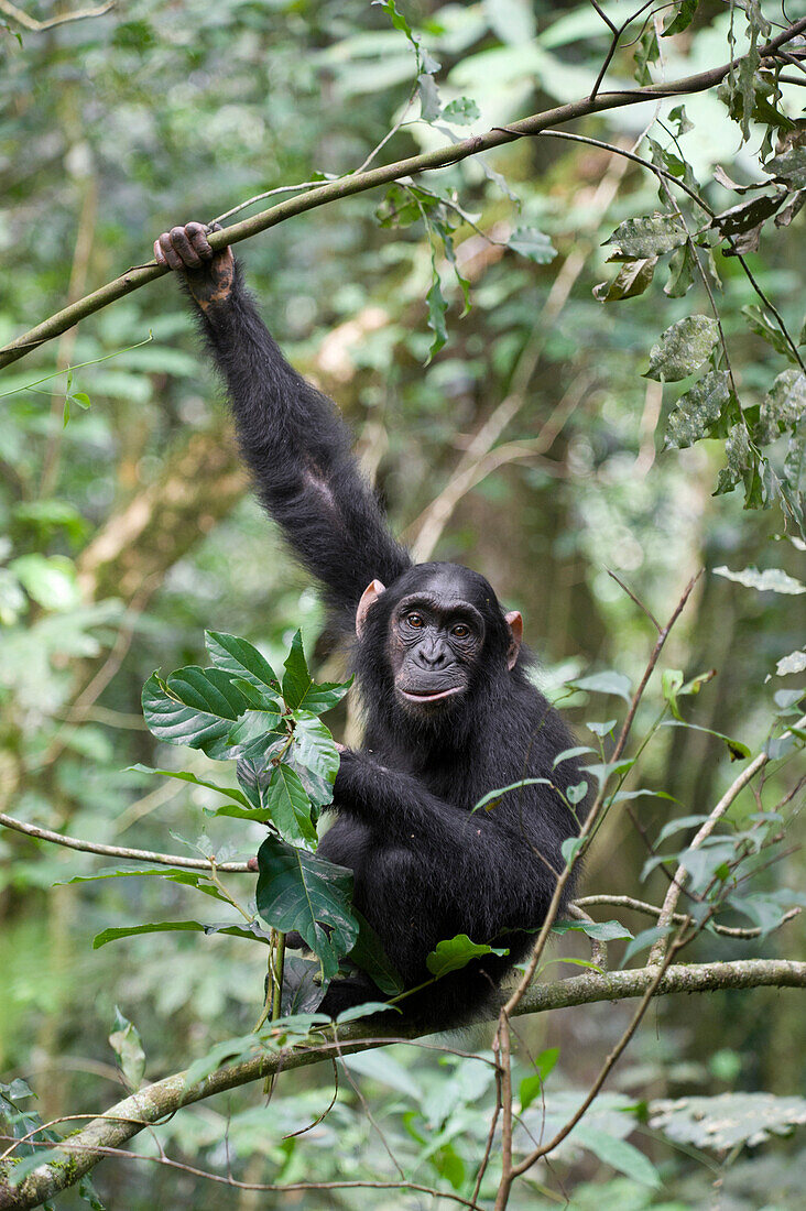 Chimpanzee (Pan troglodytes) six year old juvenile, western Uganda
