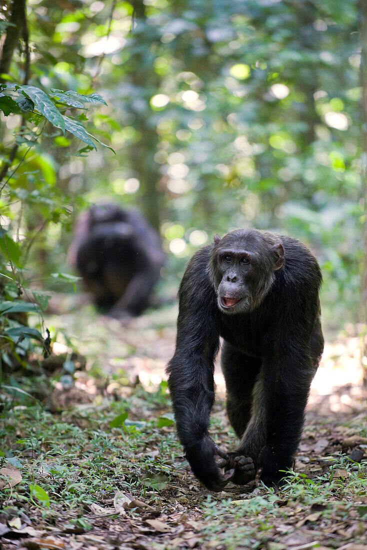 Chimpanzee (Pan troglodytes) pair on tropical forest path, western Uganda