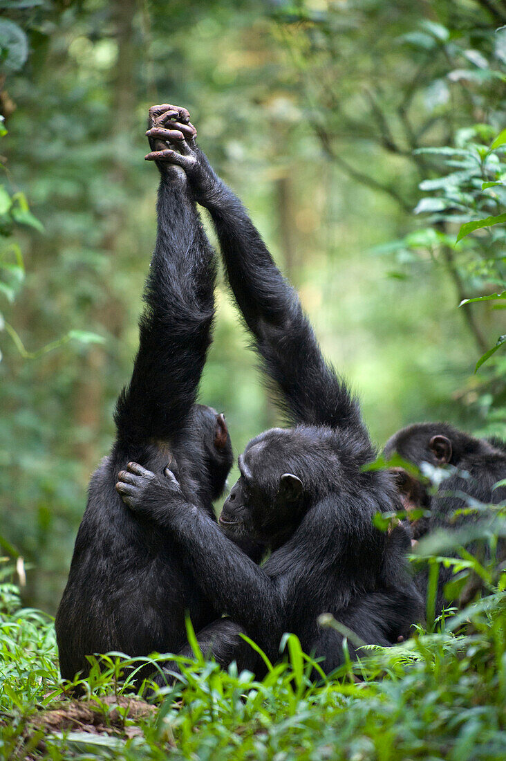 Chimpanzee (Pan troglodytes) palm clasp grooming, western Uganda